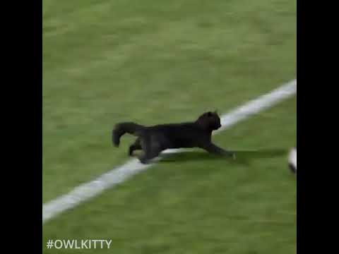 , title : 'Black cat runs on field AND SCORES A GOAL'