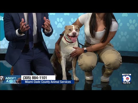 Miami-Dade Animal Services seeks 'furever' home for Dixie, other furry friends - YouTube
