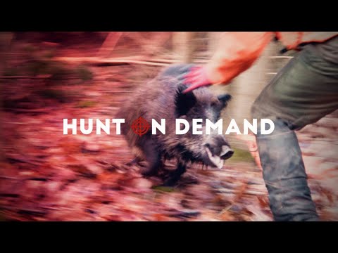Jagen. Filmen. Staunen! Die besten Jagdvideos im Netz auf Hunt on Demand!