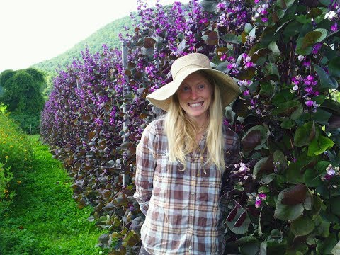 Easy to Grow Hyacinth Beans (Jefferson loved them and so do we)