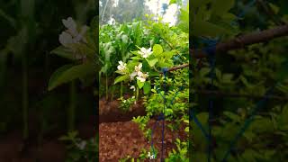 20 HSP Pembuahan Apel, Ala2 Wewin Grape Garden