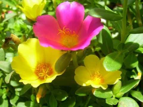 Joan Manuel Serrat & Tania Libertad - Papel Mojado