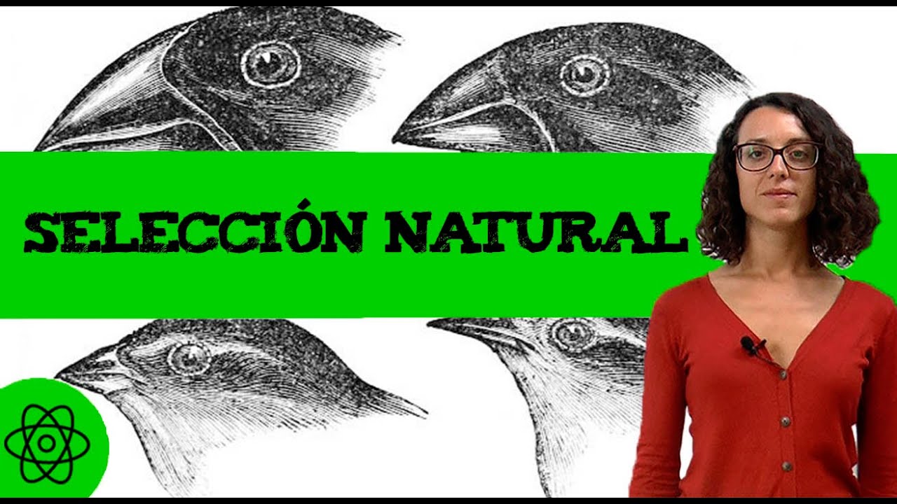 Watch Que es la selección natural 🦥 tipos Now Que es la selección natural 🦥 tipos