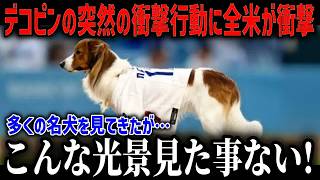 【大谷翔平】デコピンの信じられない姿に米メディア一斉報道！「正直、自分の目を疑った」常に大谷を支えるデコピンの姿…大谷とデコピンの出会いからすべてが始まった！【海外の反応 MLB 翔平 デコピン】