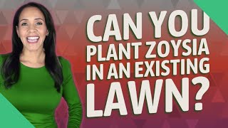 Can you plant Zoysia in an existing lawn?