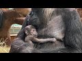 Adorable gorilla born at Smithsonian National Zoo