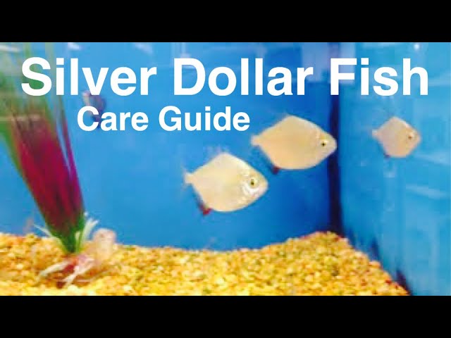 Silver Dollar Fish Care, Tank Mates, & Size of Aquarium
