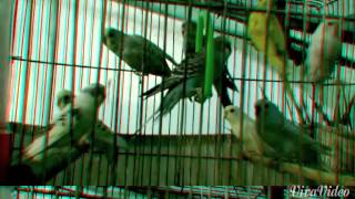 A Normal Family By Johann Johannsson