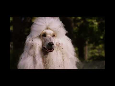 Beverly Hills Chihuahua 2 2011 dog park ￼￼