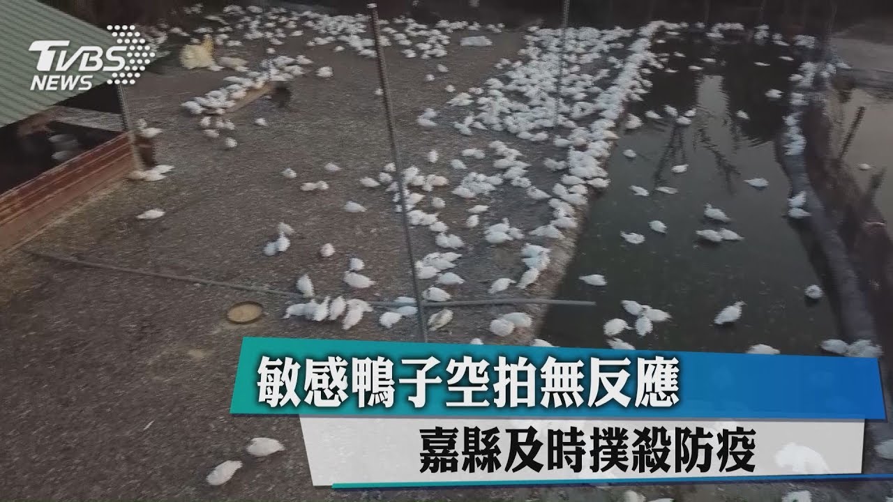 敏感鴨子空拍無反應 嘉縣及時撲殺防疫