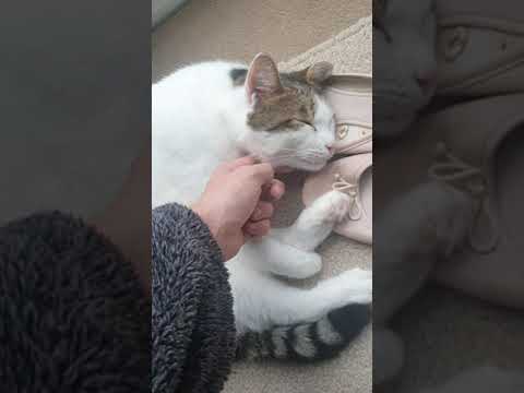 Smudge the Cat likes his chin tickled