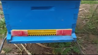 الجزائر تربية النحل مدى تأثير المنخفض الجوي على النحل 