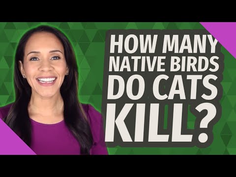 How many native birds do cats kill?