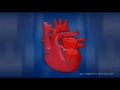 Как работает сердце человека 