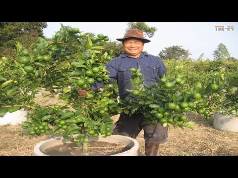 WOW! Amazing Agriculture Technology - Lemon tree