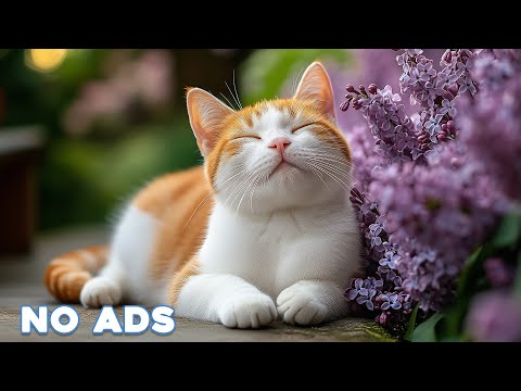 🔴[LIVE] Of Music For Cat to Fall Into Deep Sleep🐈Stress Relief♬ Heal Stress For Cat 🔴