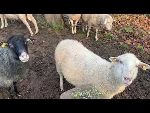 Unterwegs | Paar Worte über das aktuelle Weltgeschehen | Gott hat den vollen Überblick