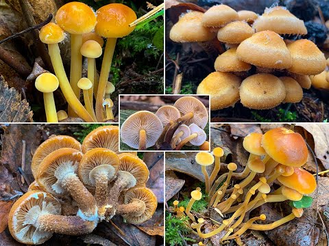 Pilze im November | 28.11.2020 | Eisige Kälte | Winterpilze halten sich zurück | Gifthäubling