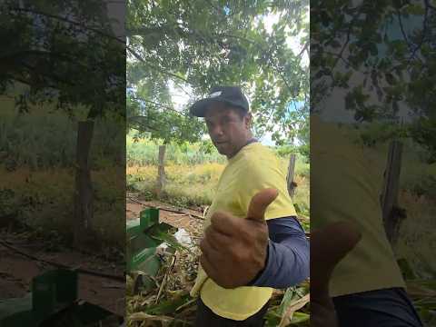 ELA NÃO PERDE UM VÍDEO MEU DUDINHA  #vaqueiro ##STATUS #vidanaroça #stories .