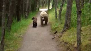 Bear and two cubs chasing a hiker in Alaska
