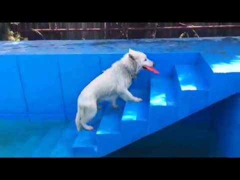 Fram la apa ciobanesc alb elvetian