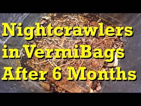 VermiBags at 6 months with 11-month old Nightcrawlers - vermicomposting