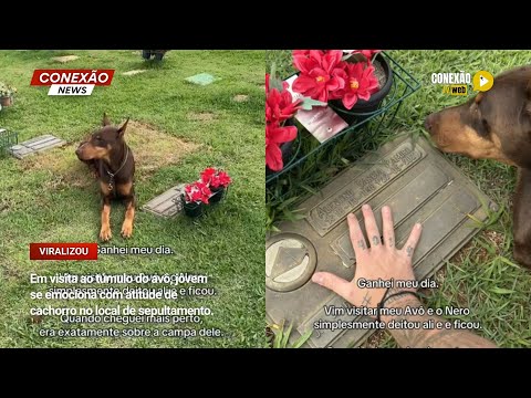 Vídeo: Em visita ao túmulo do avô, jovem se emociona com atitude de cachorro no local de sepultamento.