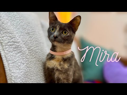 Mira Olive, an adoptable Domestic Short Hair Mix in Nashville, TN_image-1