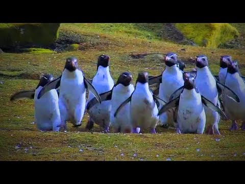 These Clumsy Penguins Can't Stop Us Chuckling