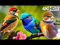 How Birds Soar Captivating Avian Wonders In 4K Birdwatcher S Paradise