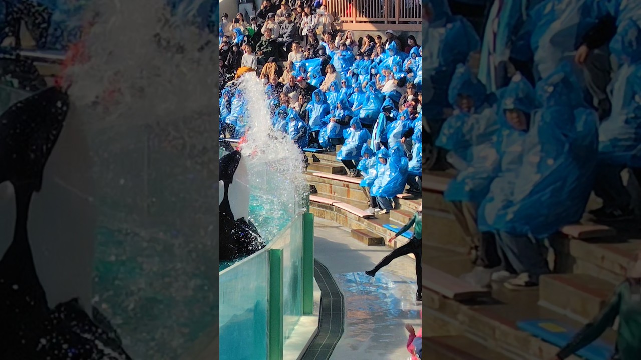 【ルーナのうがい💦】鴨川シーワールド✨シャチパフォーマンスショー