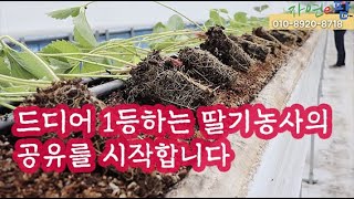딸기 정식 하는 날 혼자 1등하는 딸기 농사가 아닌 같이 1등하는 농사로 2020~2021년을 시작했습니다.