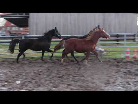 Diamond Little Totilas + Lovely Boy + Sezuan´s Colorful - FOR SALE – Duir Ask Ichschi