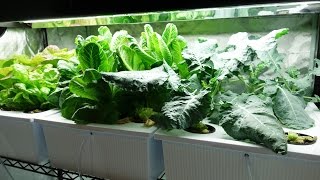 How I’m Growing Broccoli & Cucumbers Indoors With Hydroponics – Full Update!