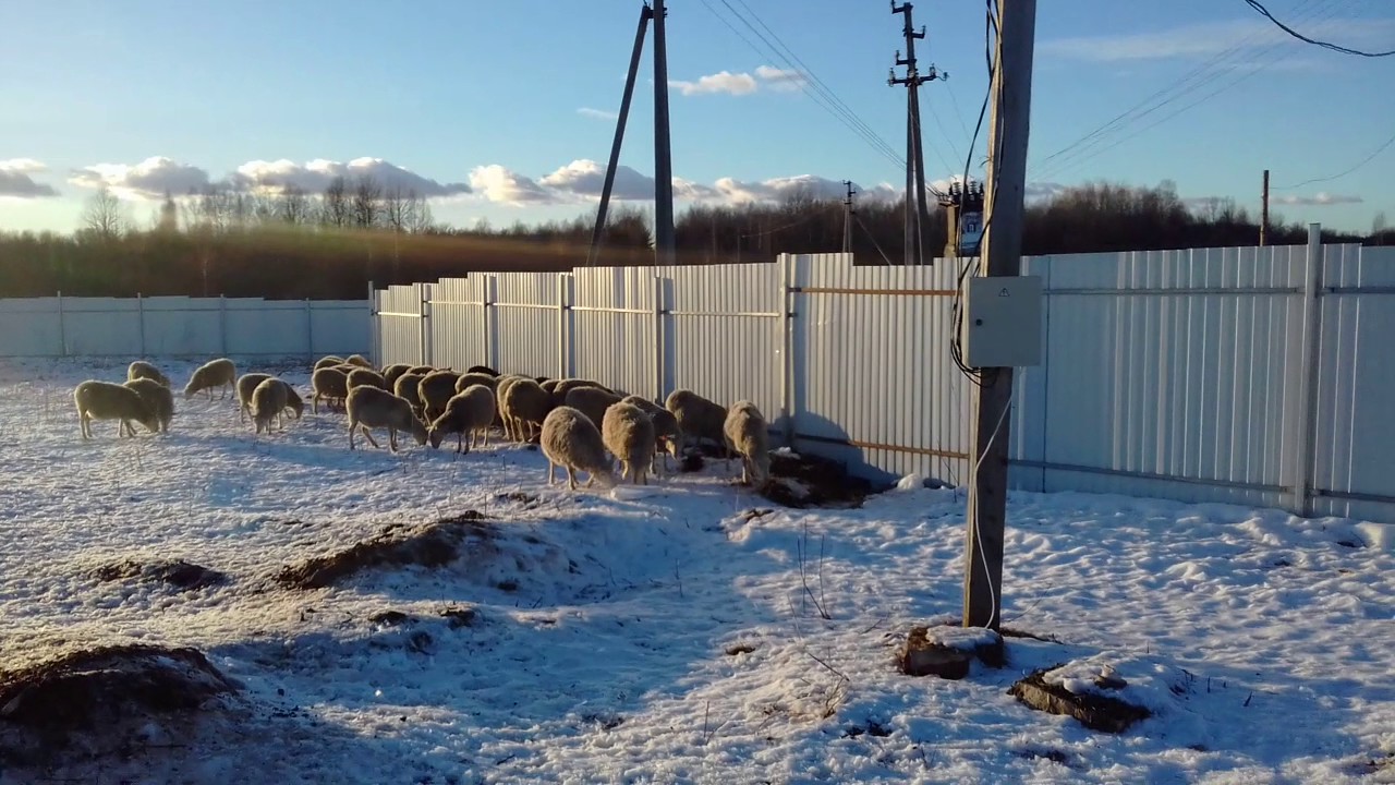 Выпас на базу