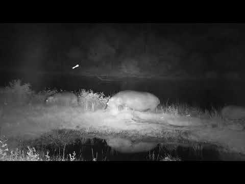 Djuma: Hippos-female and two calves feeding by the old pan - 21:01 - 04/15/2023