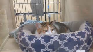 More Spay Neuter Save Network kitties at PetSmart Ithaca today 3/27/25!!!!