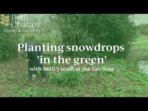 Dividing and replanting snowdrops 'in the green'