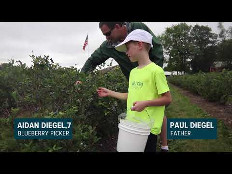 Blueberry picking at Reenders Blueberry Farms