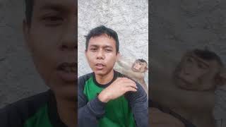 Download lagu Don't keep a macaque monkey if you don't want to end up like this #monkey #animals #short mp3 Download lagu Don't keep a macaque monkey if you don't want to end up like this #monkey #animals #short mp3