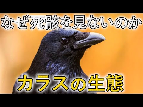 IUCN分類における絶滅の危険性を示す図。