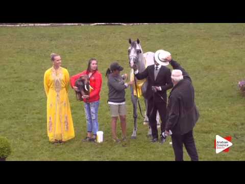 1st Place N.147 E.S. HARIR - Ströhen 2015 B-Show - Senior Stallions Championship (Class S)
