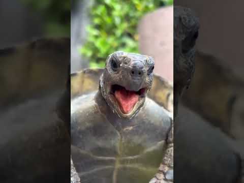 TURTLE SOUND🔊 🐢 #animals #funny #funnyvideo #shortvideo #shortsfeed #shorts