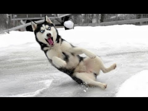 I Can’t Stop Laughing Watching Dogs See Snow for the First Time 🤣