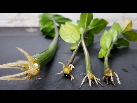 ZZ Plant Propagation In Water (Super Bonsai)