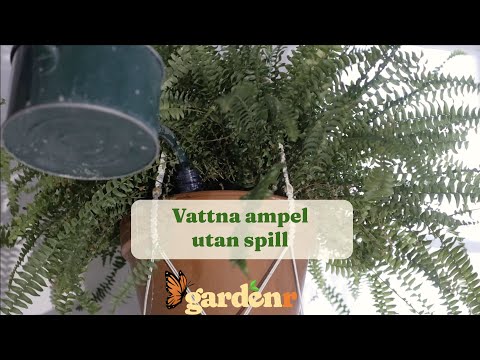 Vattna ampel utan spill - Trädgårdshacks med GardenR