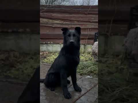 Deutscher Schäferhund Welpe kaufen