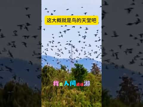 A flurry of wings flutters through the forest, a testament to nature's untamed vitality. As flock...