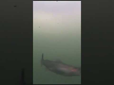 Underwater Rainbow Trout HOOK UP (Early Ice)