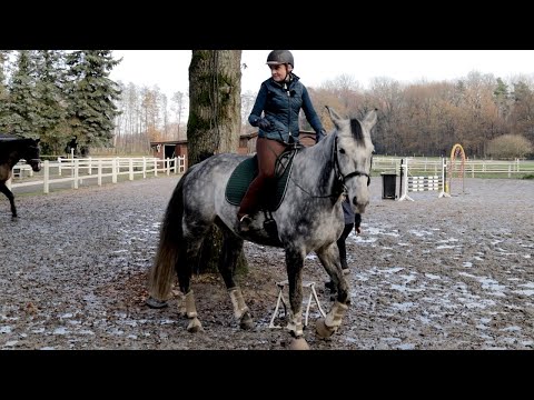 Probereiten auf Problempferd - Schafft Falco den Crosstrail? | Falco & Bourbon Folge 15